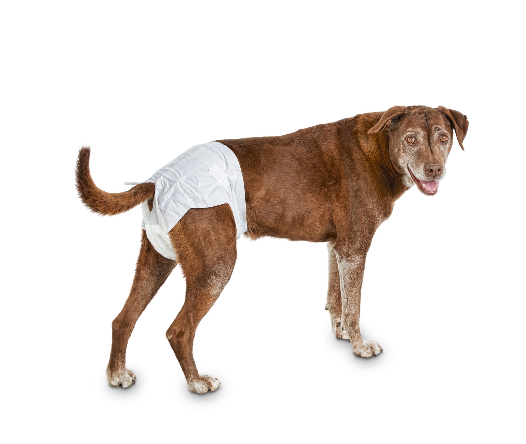  https://www.dogtraineralbany.com/wp-content/uploads/2019/09/dig-diaper.jpeg    