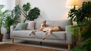 A happy dog lying on a clean, fur-free couch in a well-maintained home.