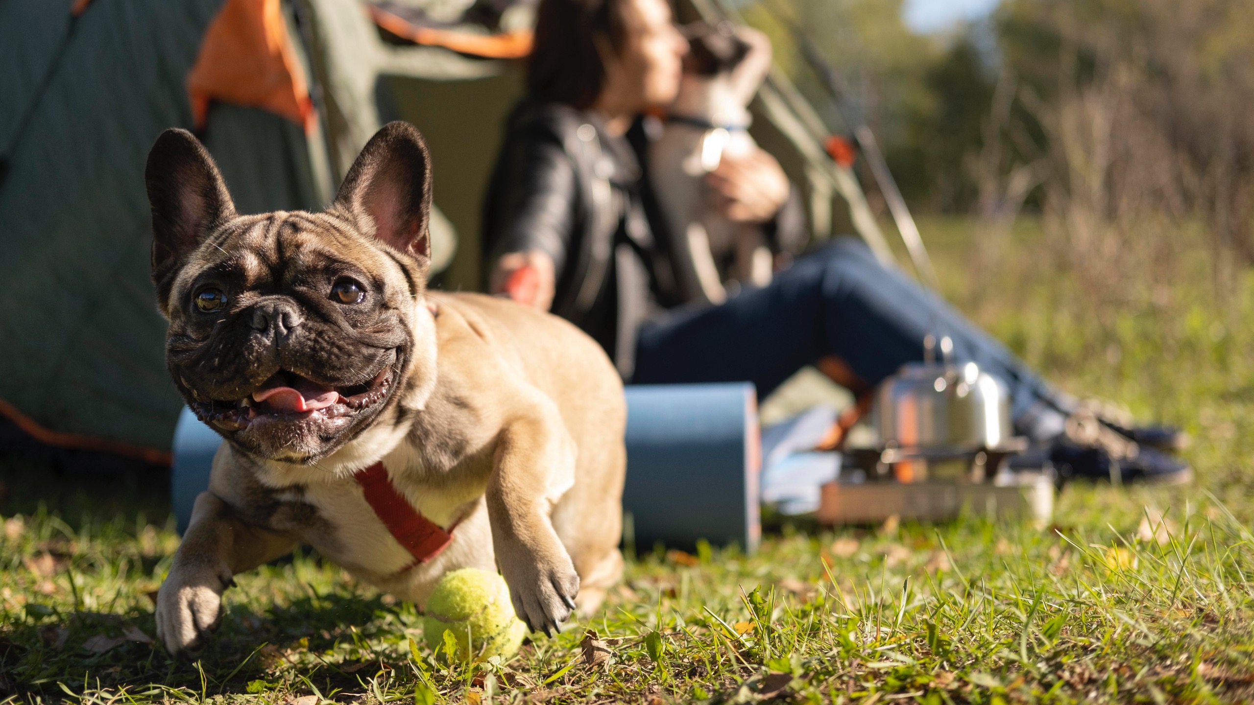 dog camping