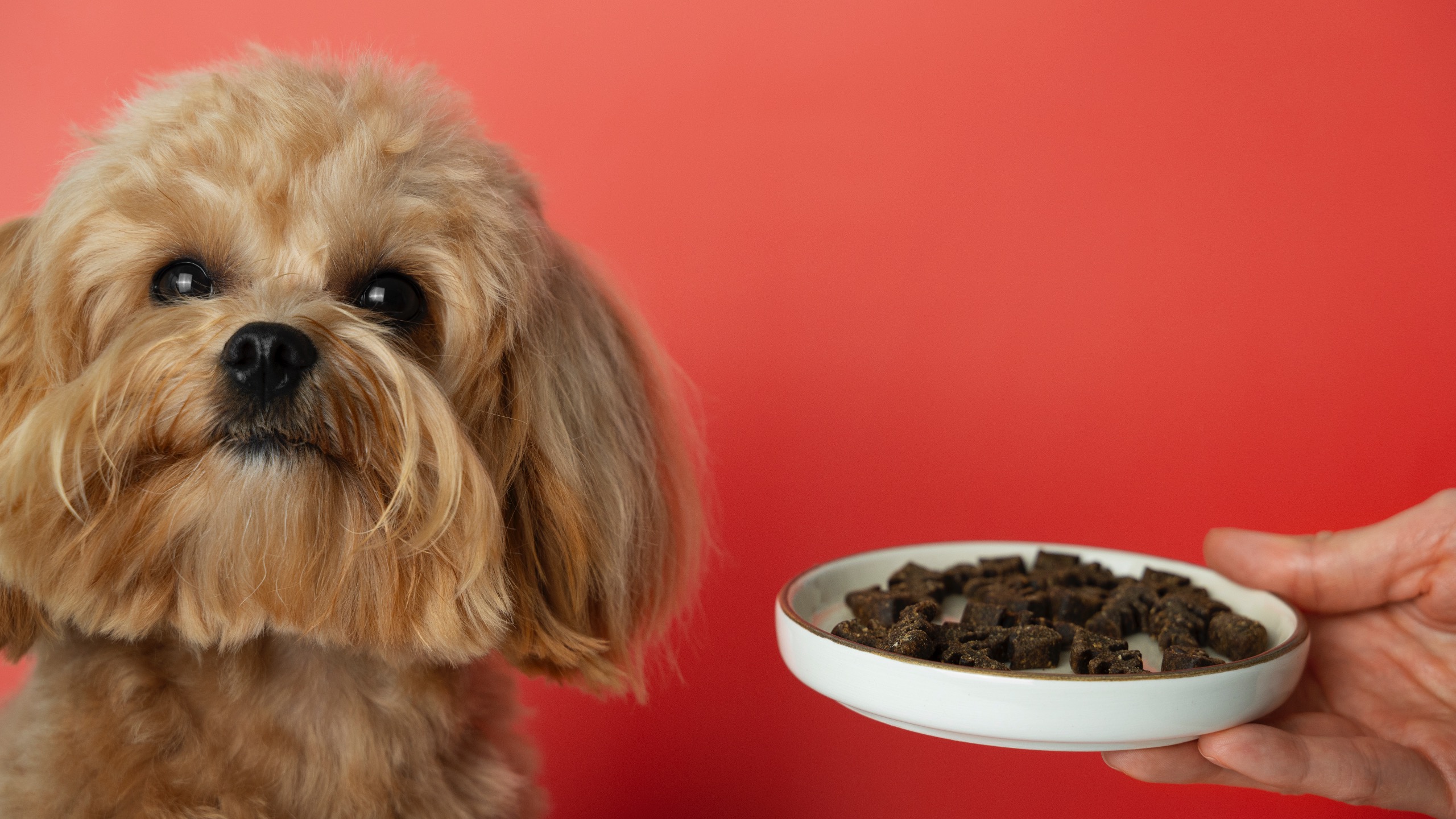 Dog Diet Impacts Health and Hygiene