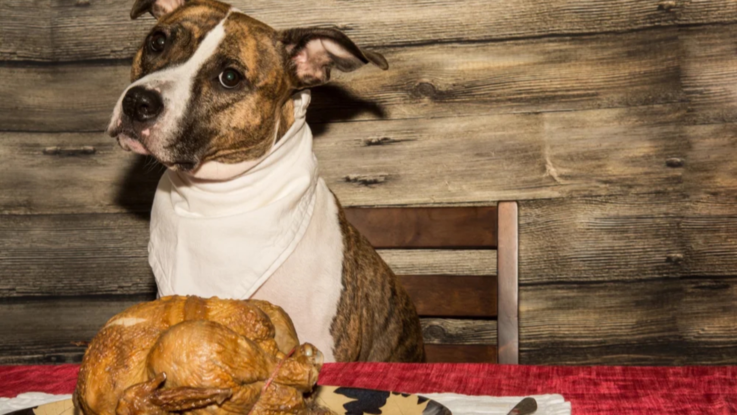 Best Practices for Feeding Your Dog Turkey Safely