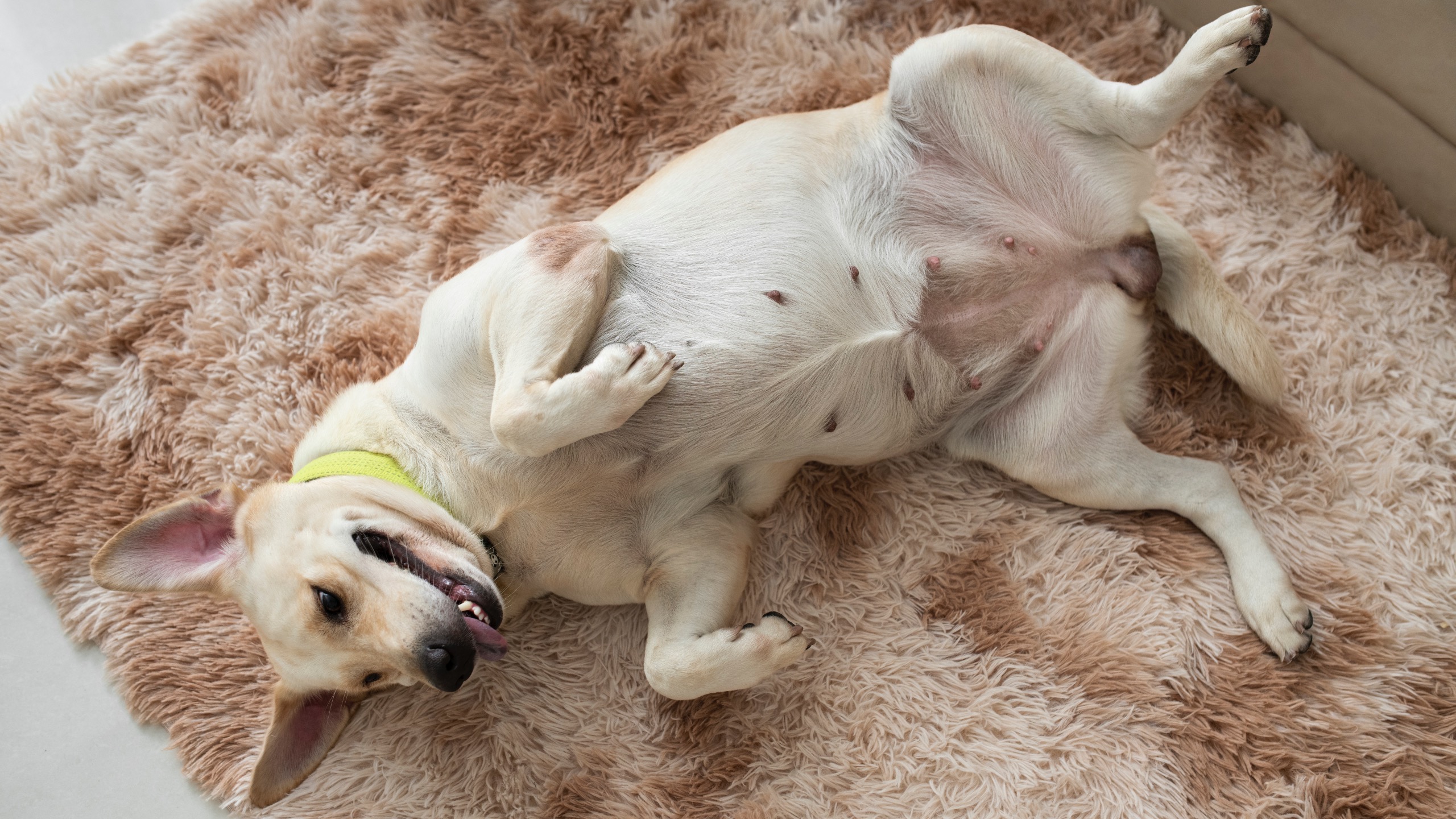 Why Do Dogs Sleep on Their Back? 8 Reasons Explained