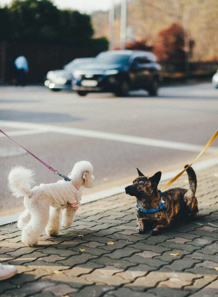 Dog Walking Etiquette: How to Be a Responsible Pet Owner