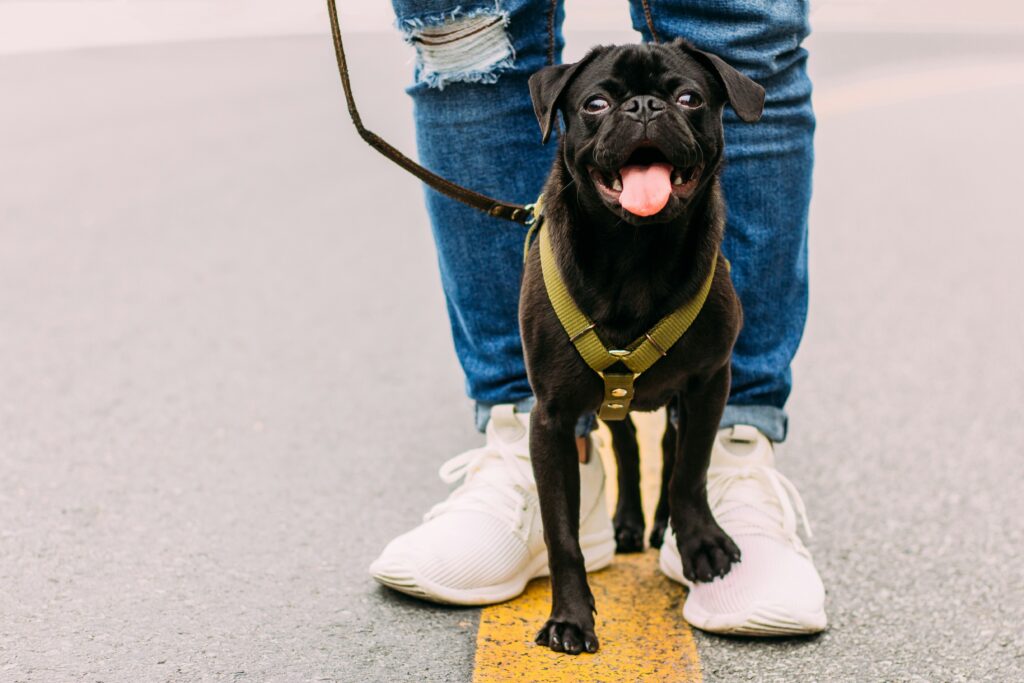 Dog Walking Etiquette: How to Be a Responsible Pet Owner